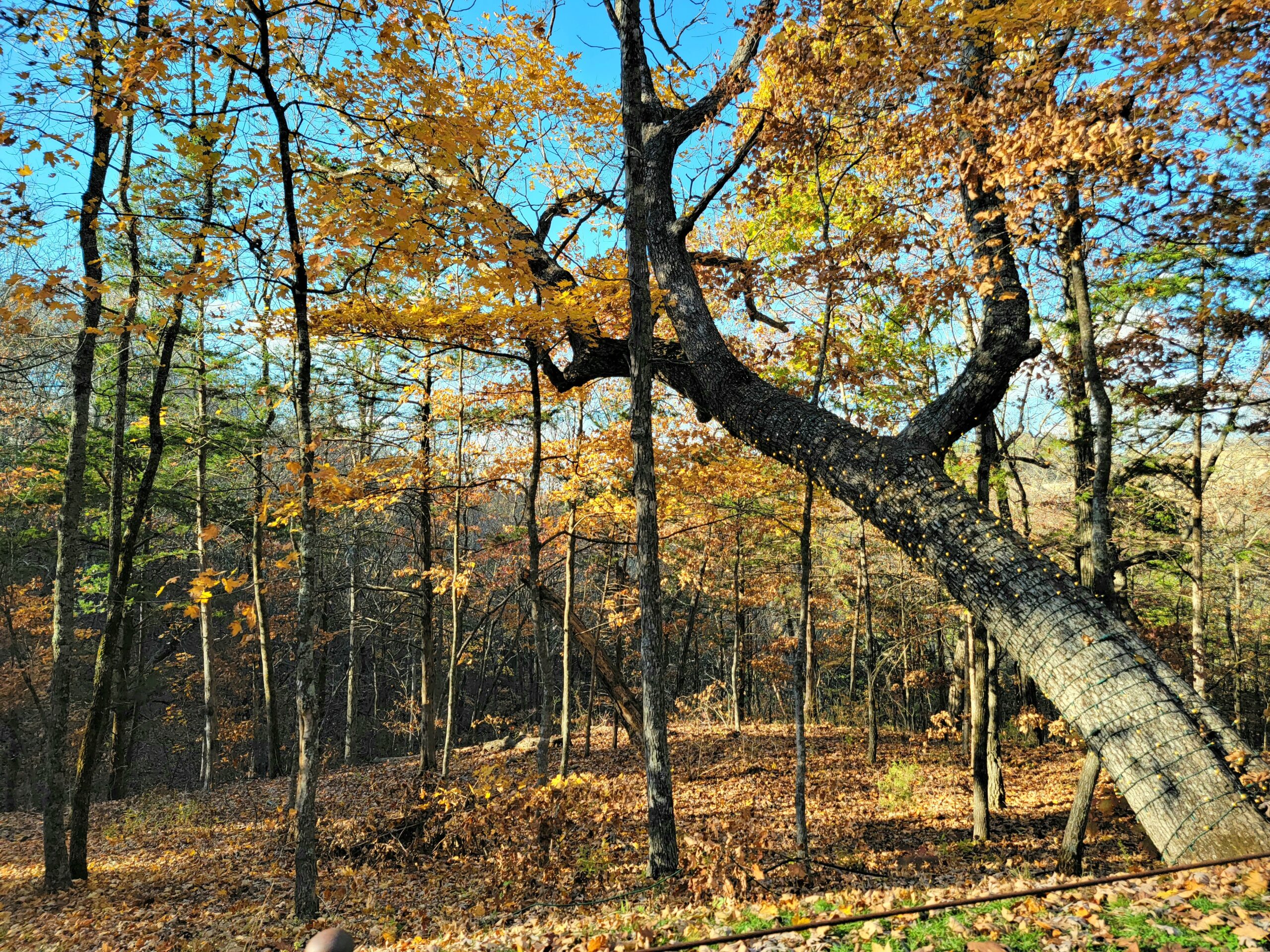 Crooked Tree