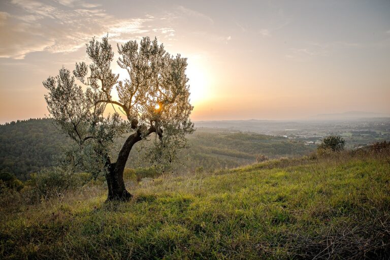 landscape, tree, sunset-559434.jpg