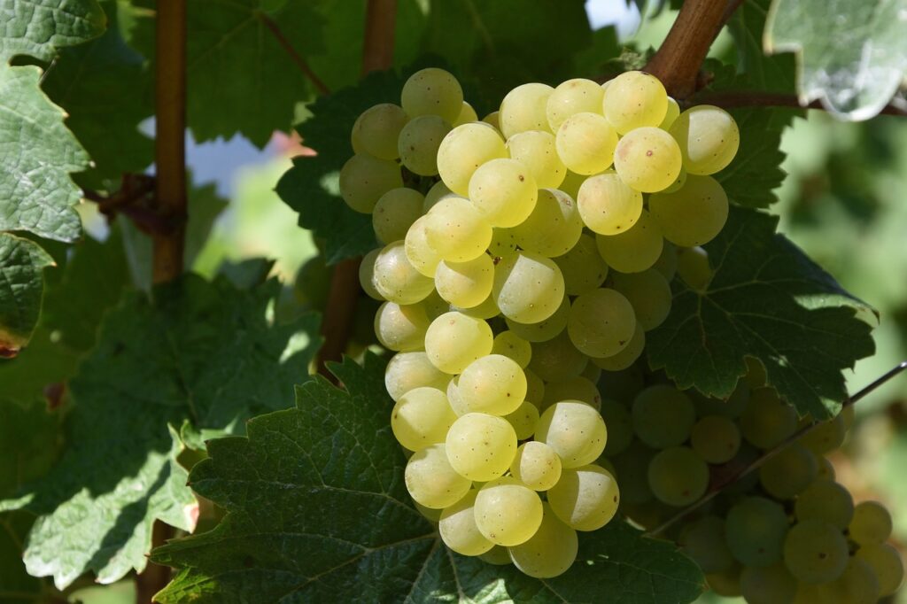 grape, wine growing, white wine-1688607.jpg