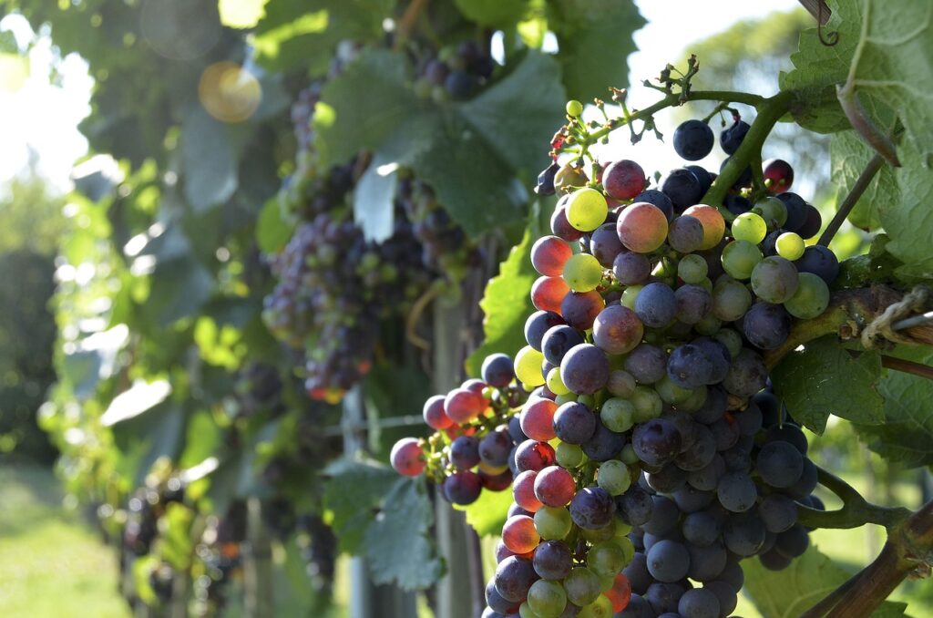 wine, grapes, vine-2151776.jpg