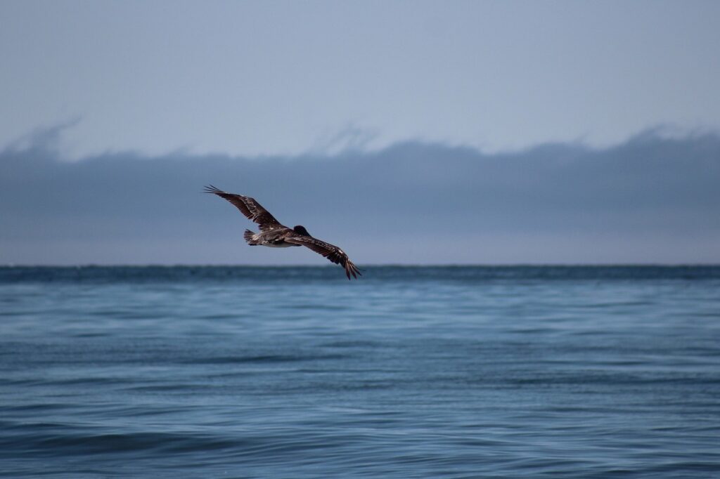 pismo beach, california, usa-3598676.jpg