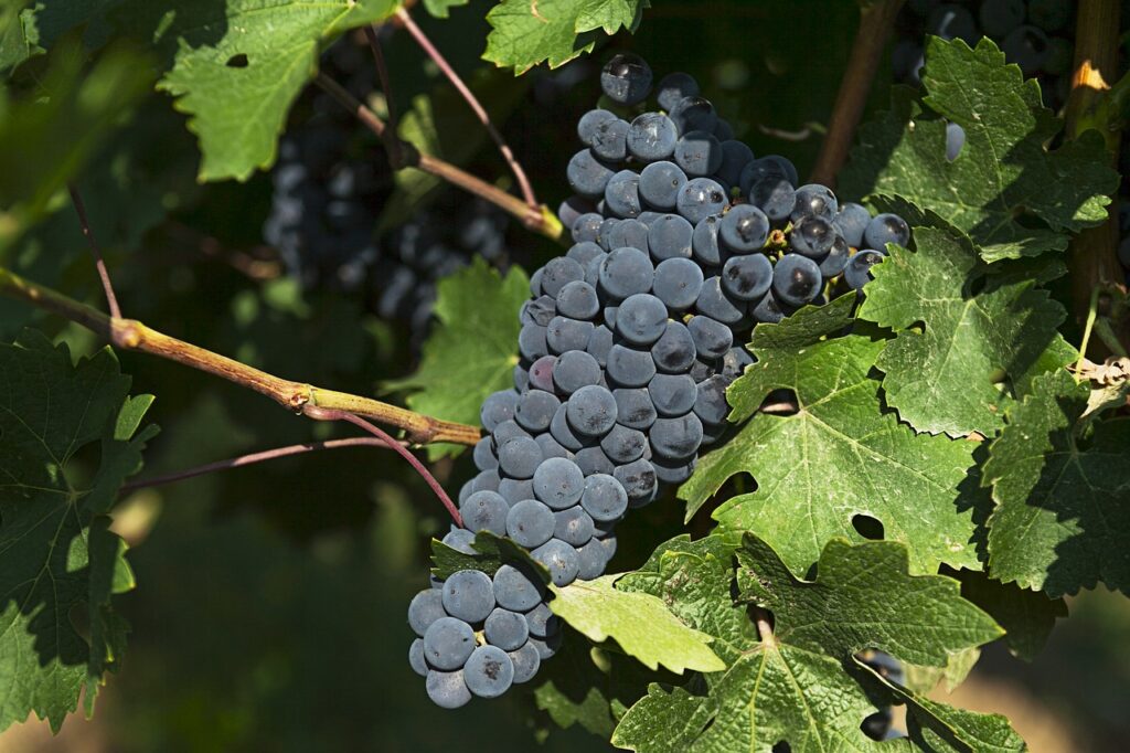 grapes, vineyard, fruit-1063517.jpg